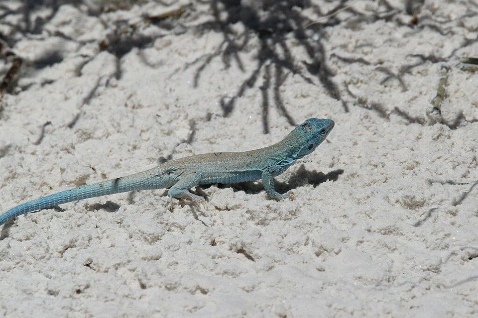 Little Whiptail wildlife guide for White Sands National Park