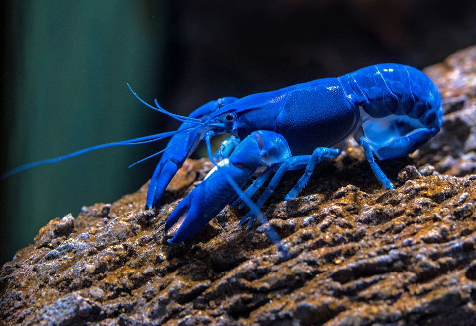 Lobster wildlife guide for Acadia National Park