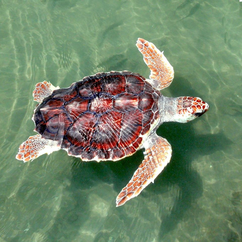 Loggerhead Sea Turtle in Dry Tortugas National Park