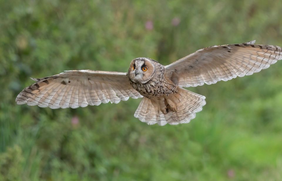 Long-eared Owl wildlife guide for Joshua Tree National Park