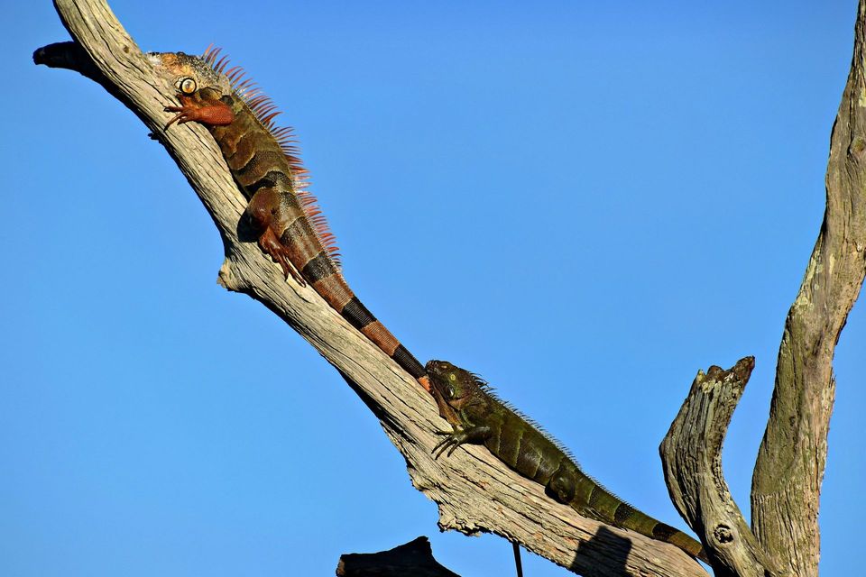 Long-nosed Dragon in Karijini National Park