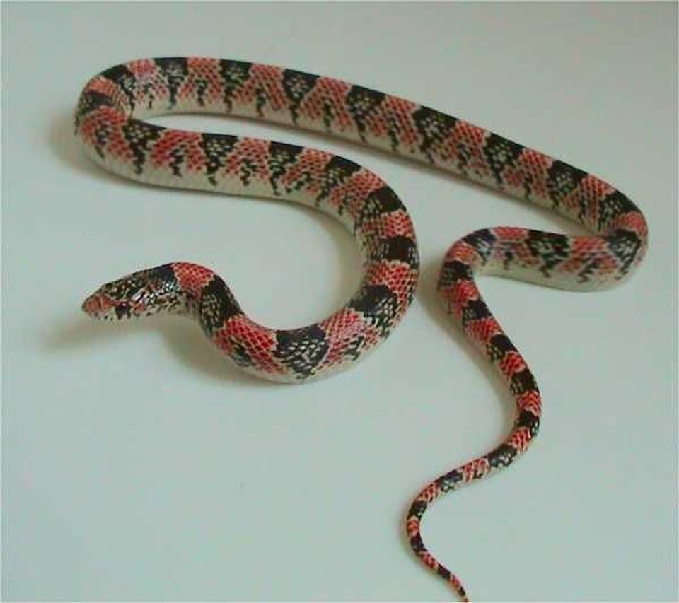 Long-nosed Snake wildlife guide for Saguaro National Park