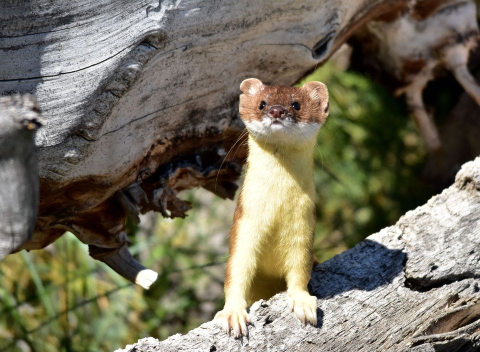 Long-tailed Weasel in Glacier National Park