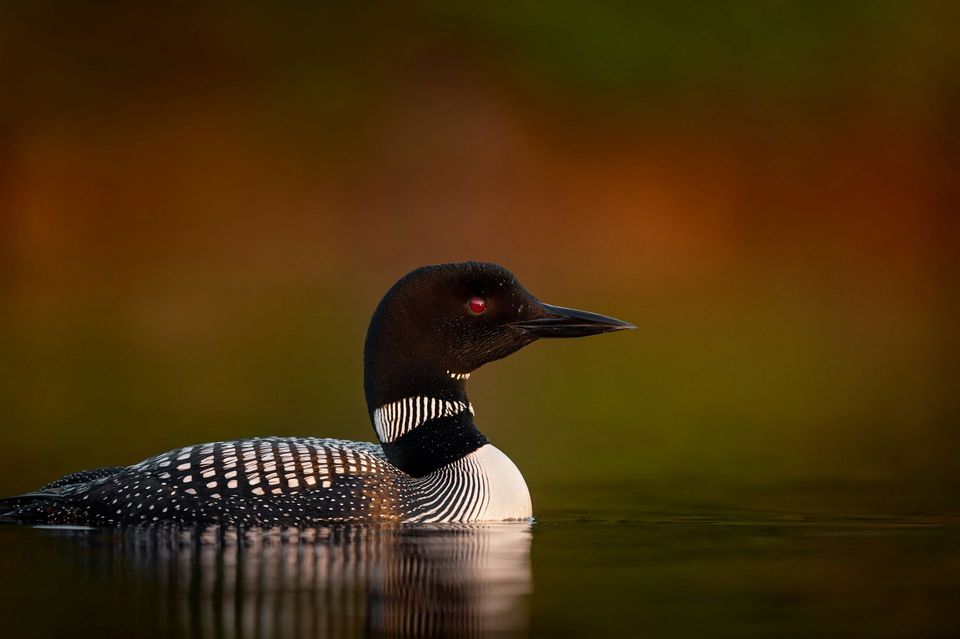 Loon in Algonquin Provincial Park