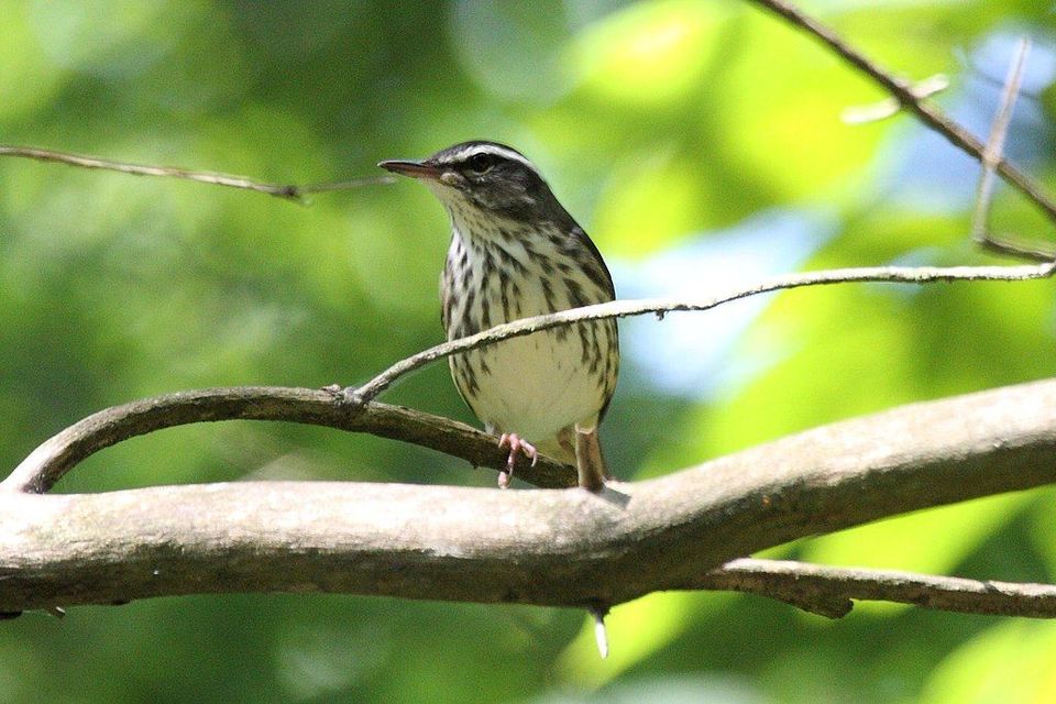 Louisiana Waterthrush in Hocking Hills State Park