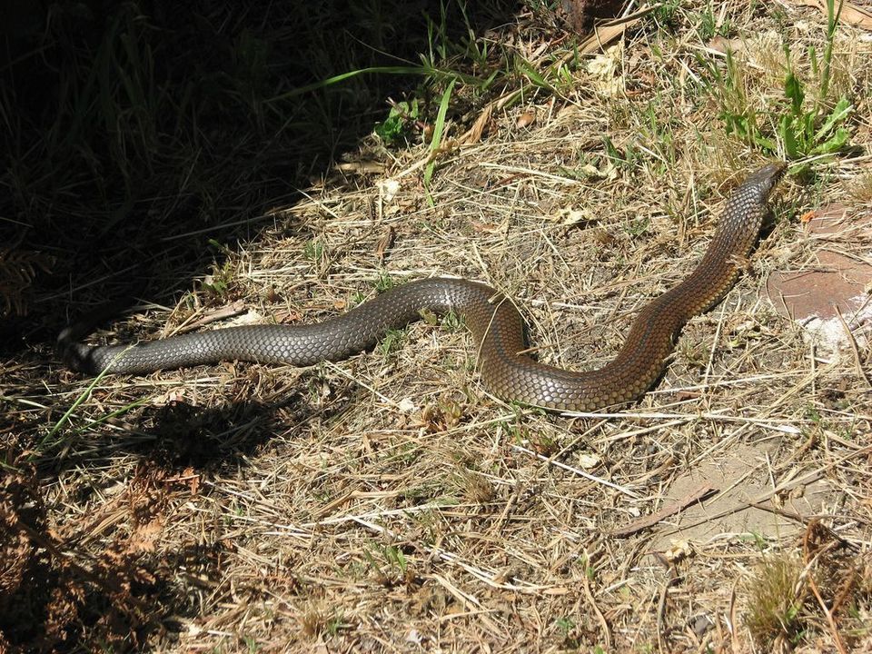 Lowlands Copperhead