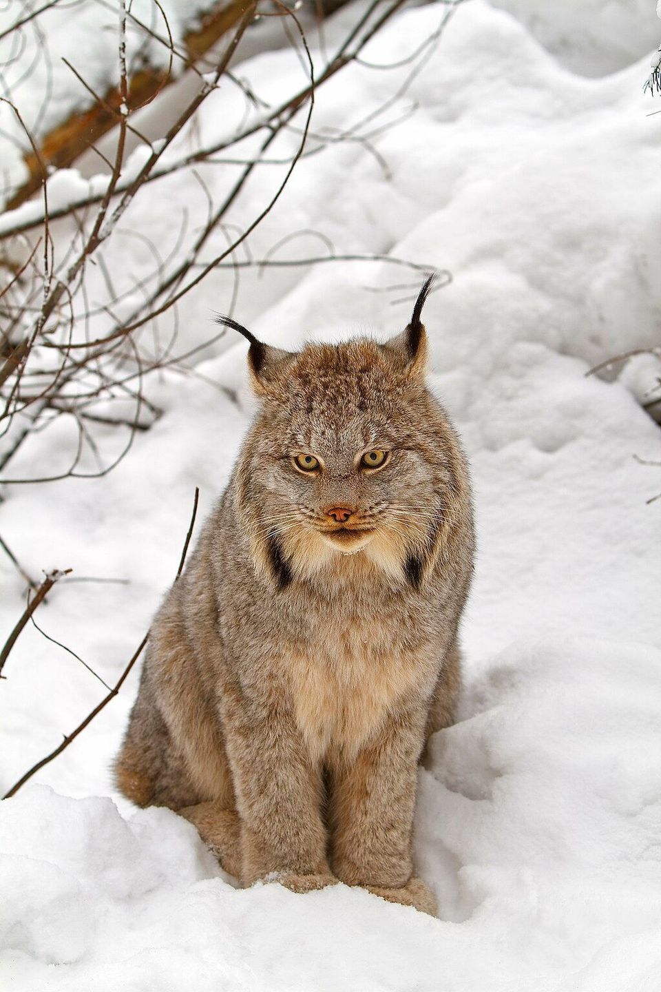 Lynx wildlife guide for Wrangell-St. Elias National Park
