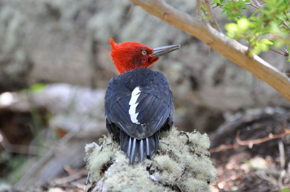 Magellanic Woodpecker wildlife guide for Torres del Paine National Park