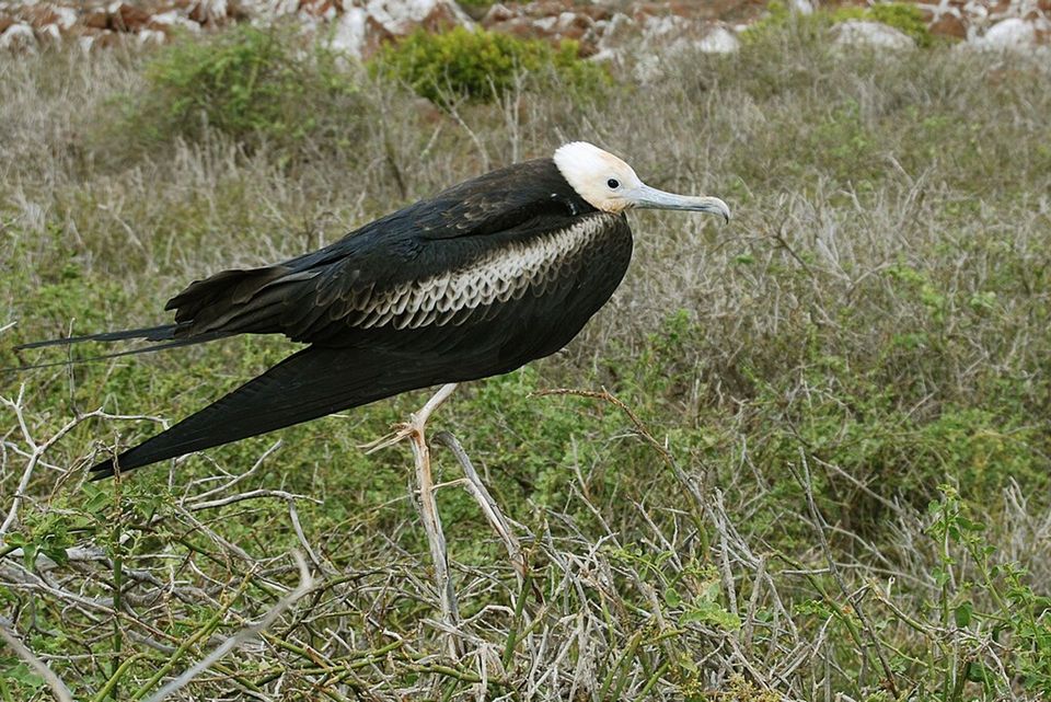 Magnificent Frigatebird in Biscayne National Park