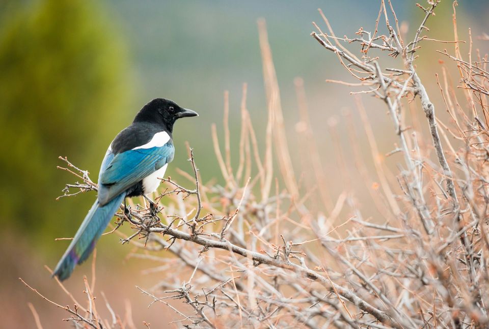 Magpie in Killarney National Park