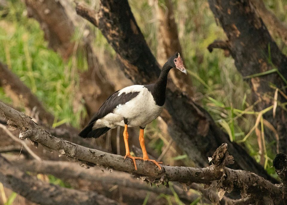 Magpie Goose wildlife guide for Kakadu National Park