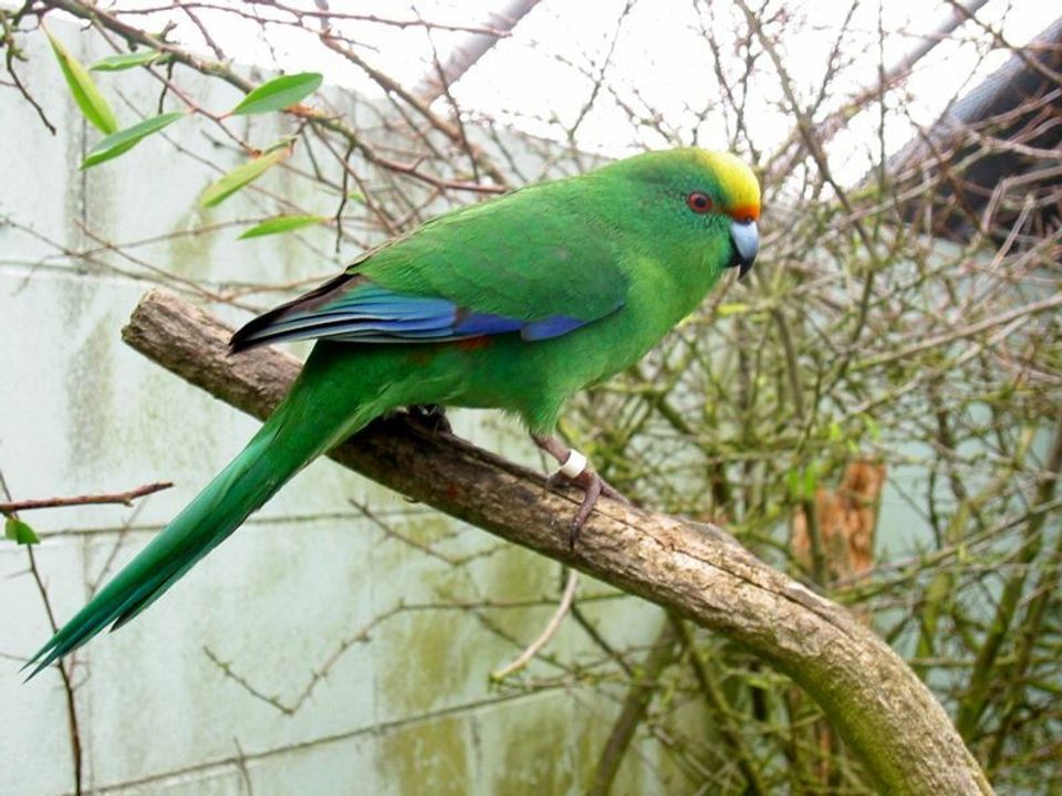 Malherbe's Parakeet wildlife guide for Arthur's Pass National Park