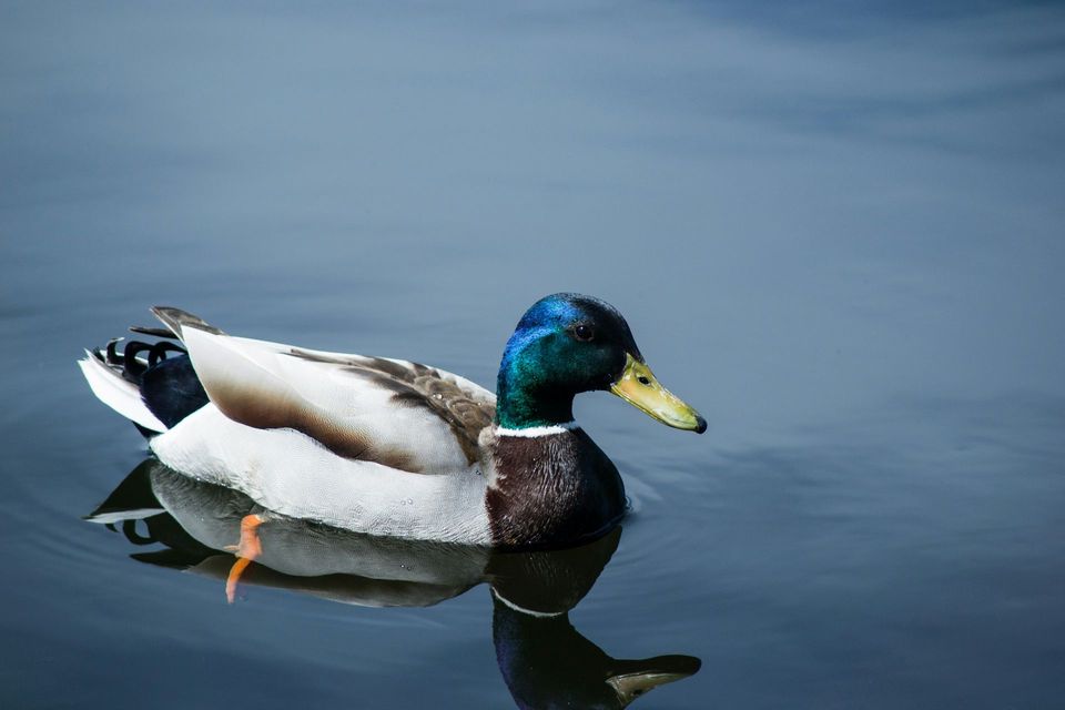 Mallard in Nelson Lakes National Park