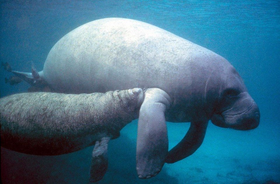 Manatee in Overseas Highway