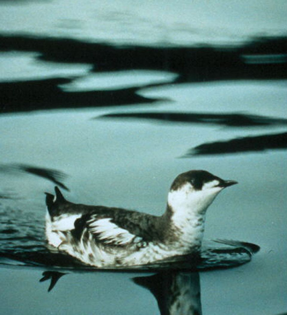 Marbled Murrelet in Glacier Bay National Park