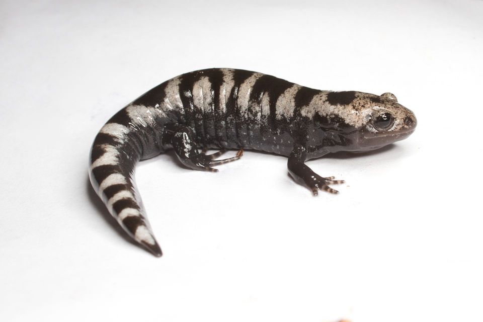 Marbled Salamander in Congaree National Park