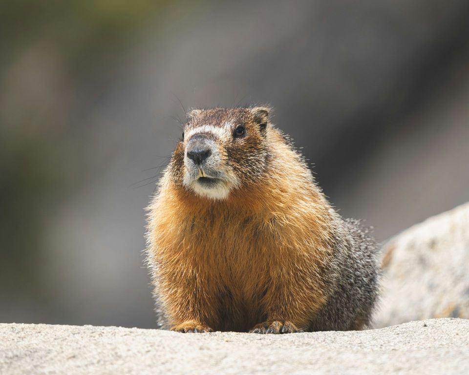 Marmot in Capitol Reef National Park