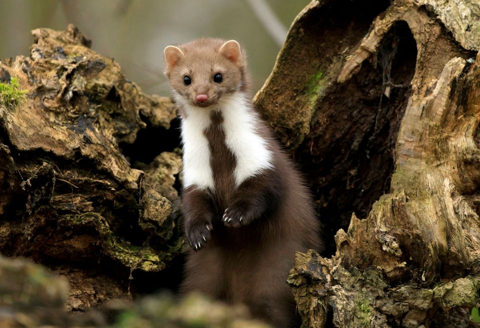 Marten in Algonquin Provincial Park