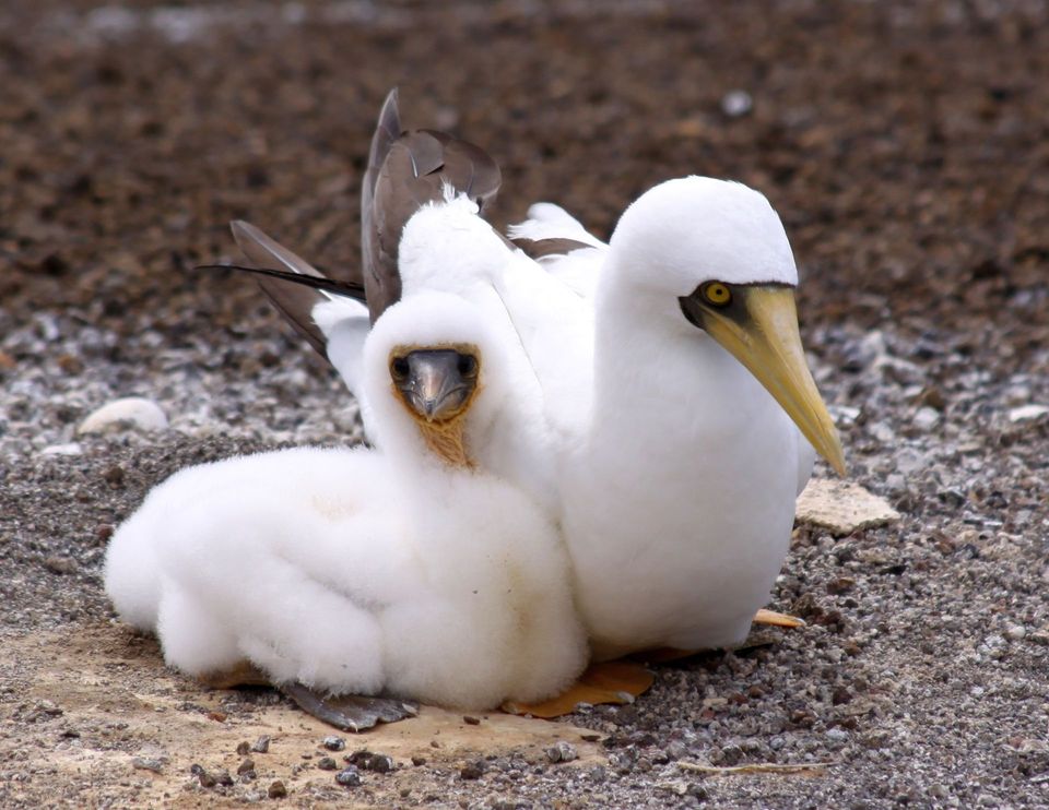 Masked Booby in Dry Tortugas National Park