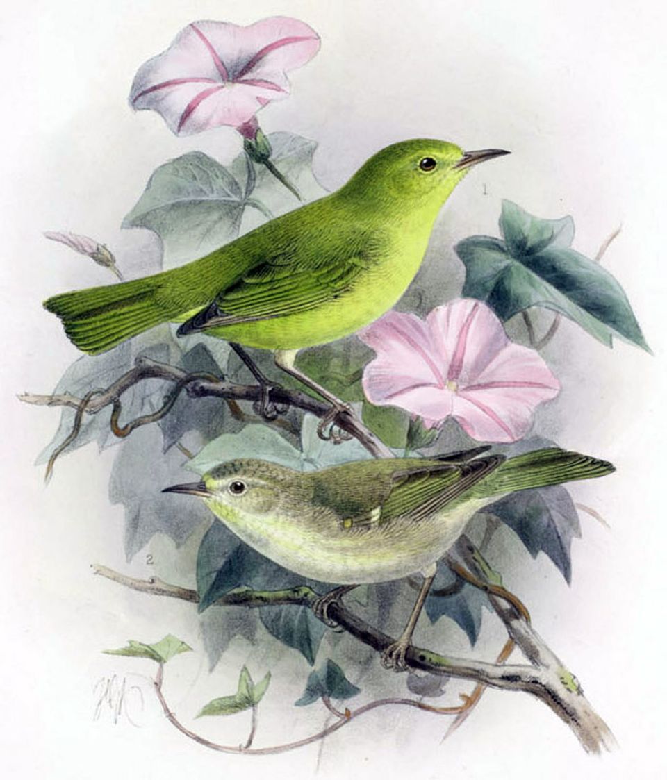 Maui ʻAlauahio wildlife guide for Haleakalā National Park