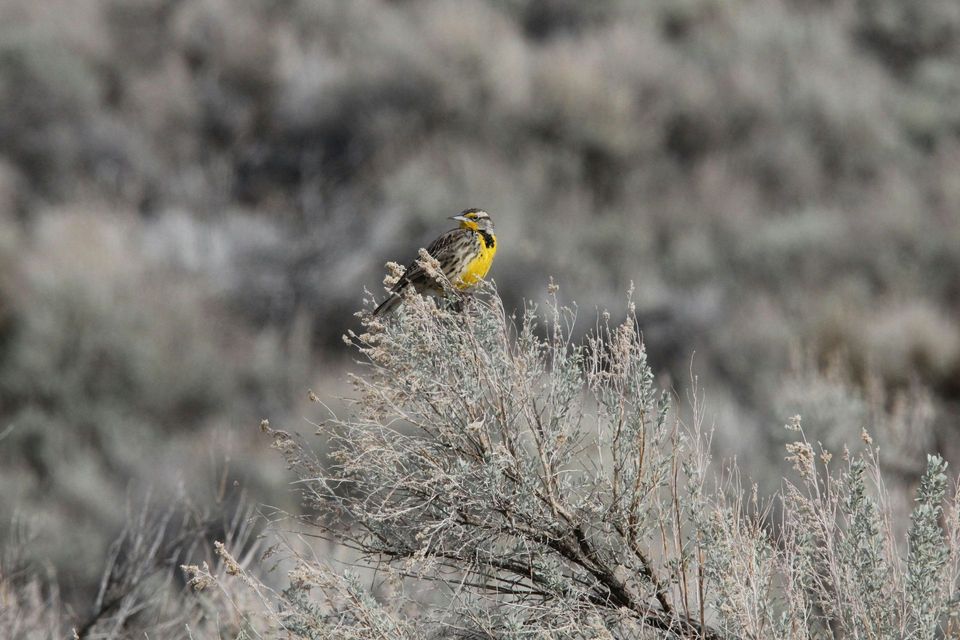 Meadowlark in Badlands National Park