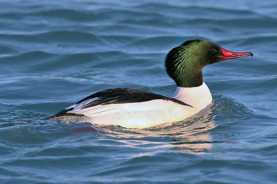 Merganser in Plitvice Lakes National Park