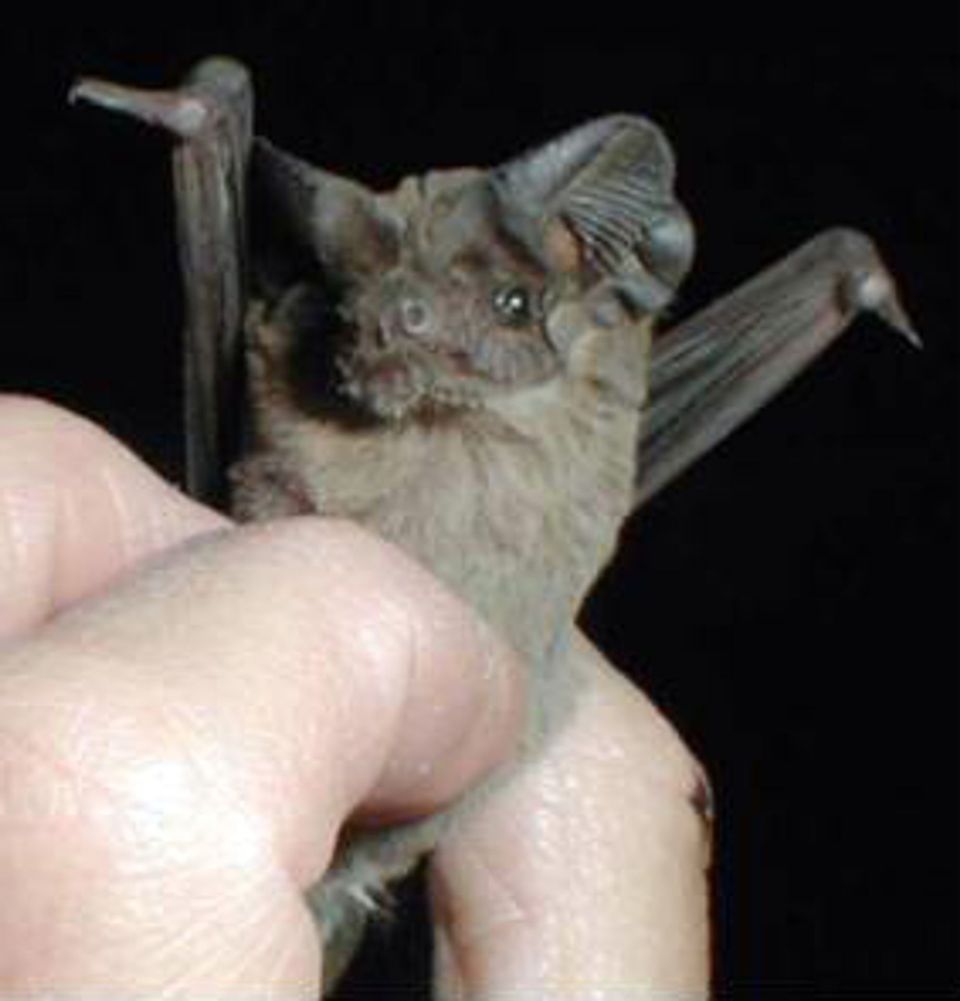 Mexican Free-tailed Bat in Carlsbad Caverns National Park