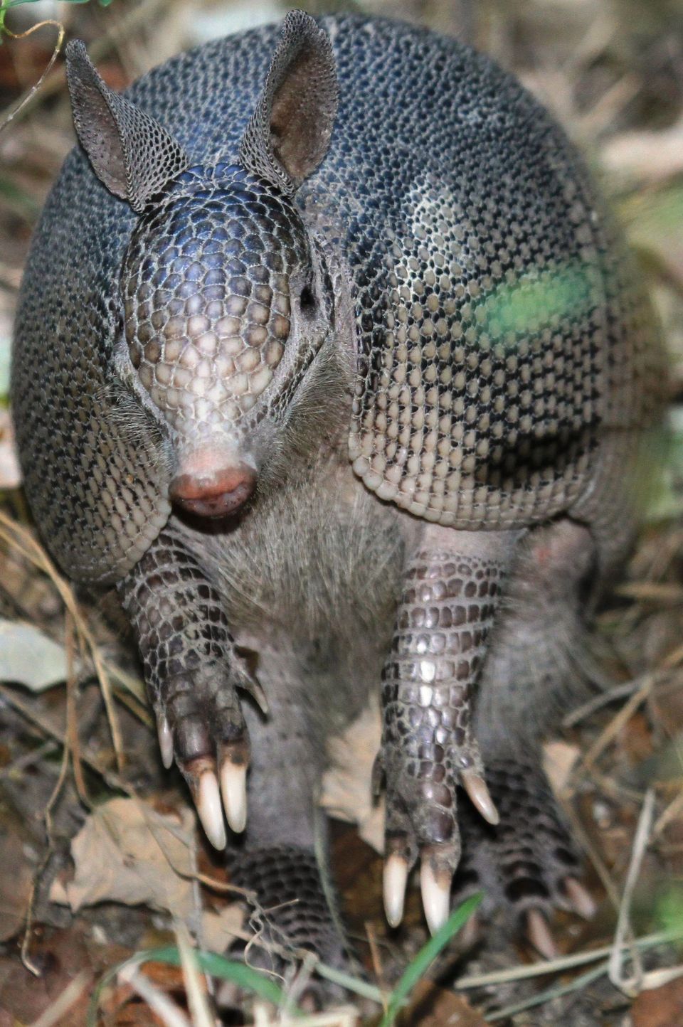 Mexican Long-nosed Armadillo in Hot Springs National Park