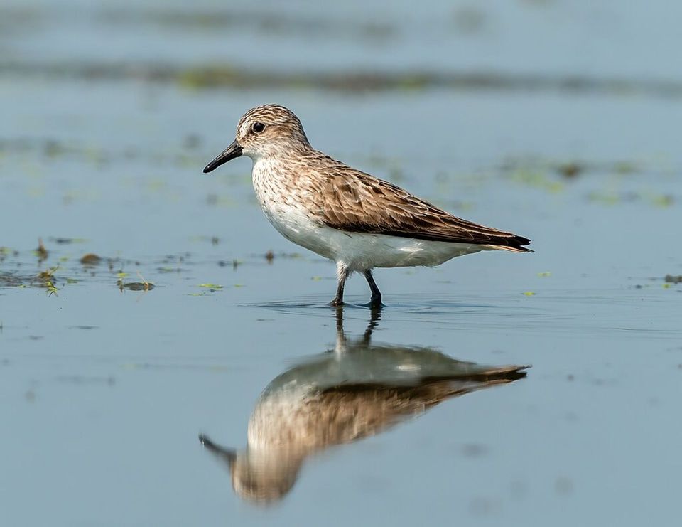 Migratory Shorebird wildlife guide for American Samoa National Park