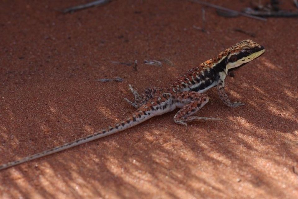 Military Dragon wildlife guide for Uluru-Kata Tjuta National Park