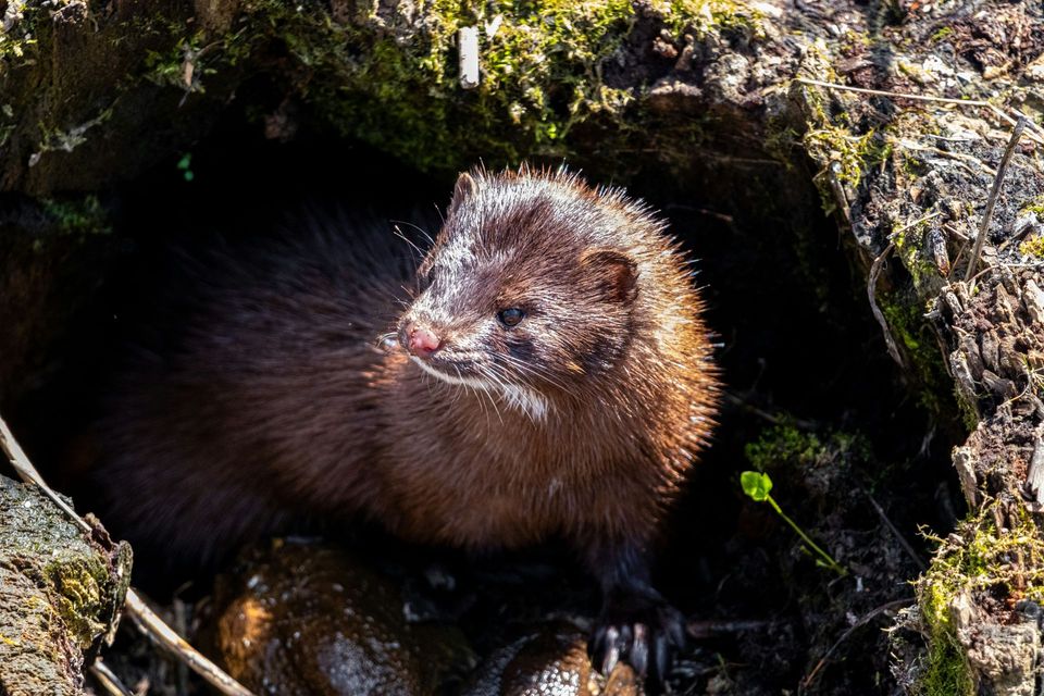 Mink wildlife guide for Redwood National Park