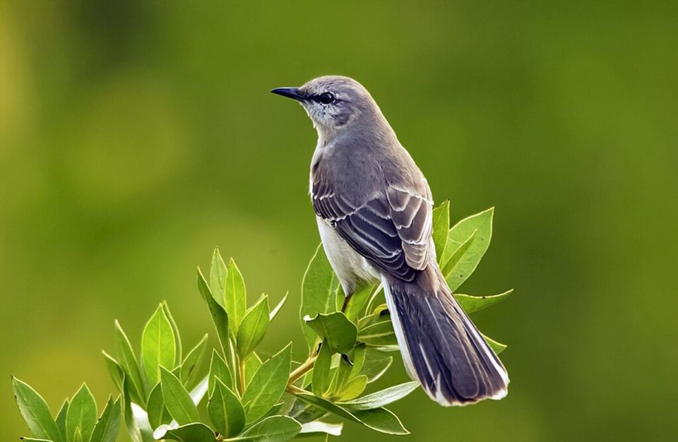 Mockingbird in Hot Springs National Park