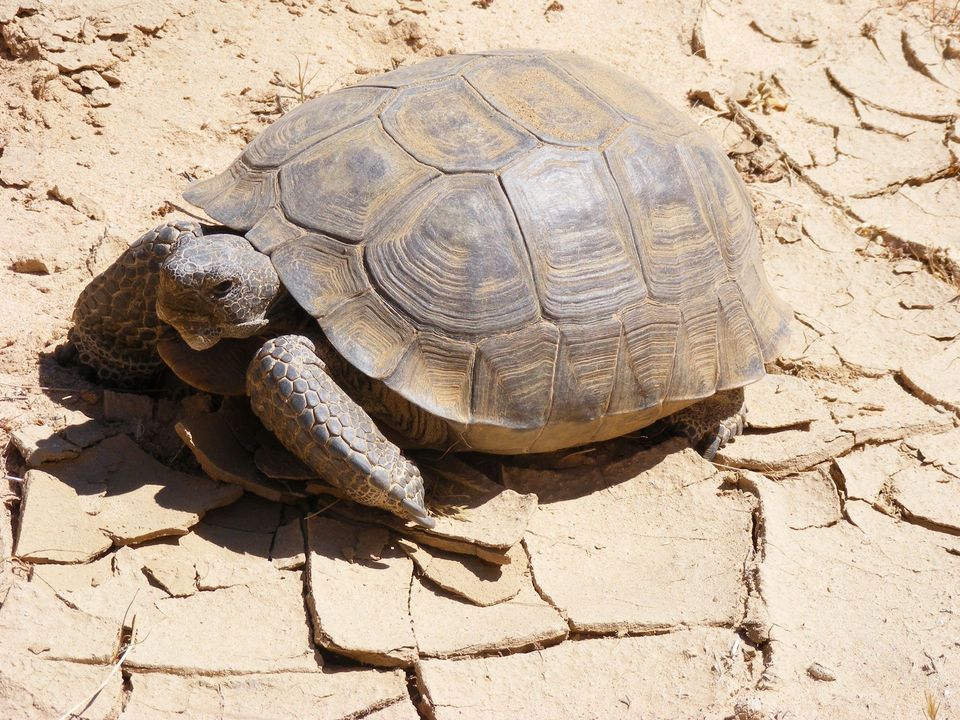 Mojave Desert Tortoise in Valley of Fire State Park