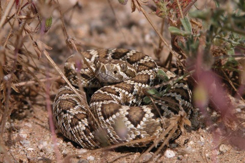 Mojave Rattlesnake in Big Bend National Park