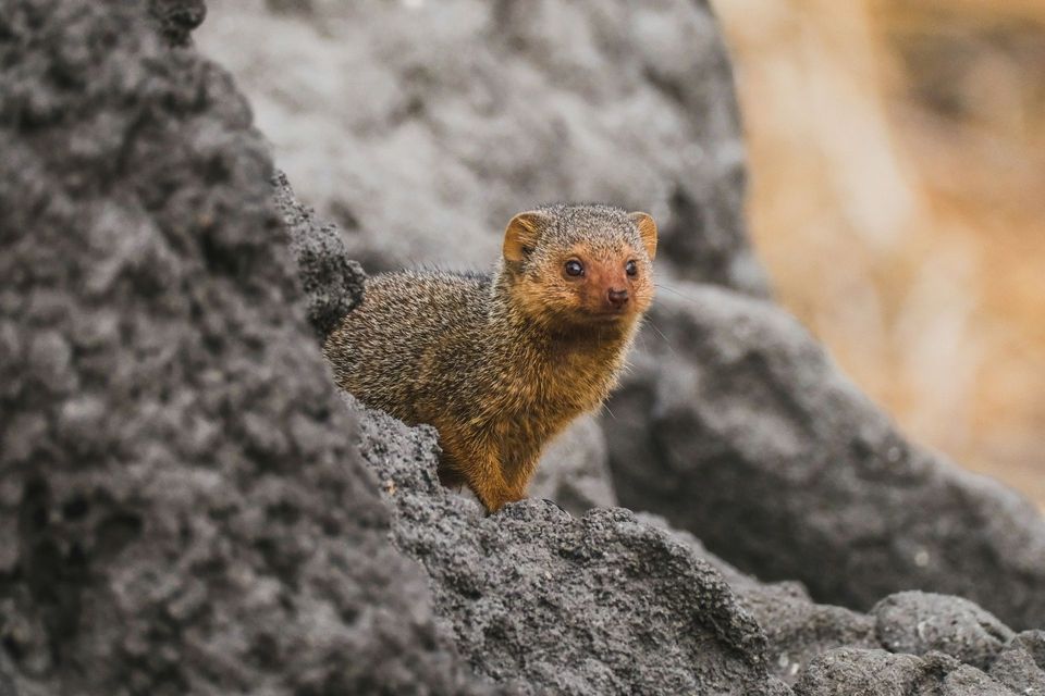 Mongoose wildlife guide for Road to Hana