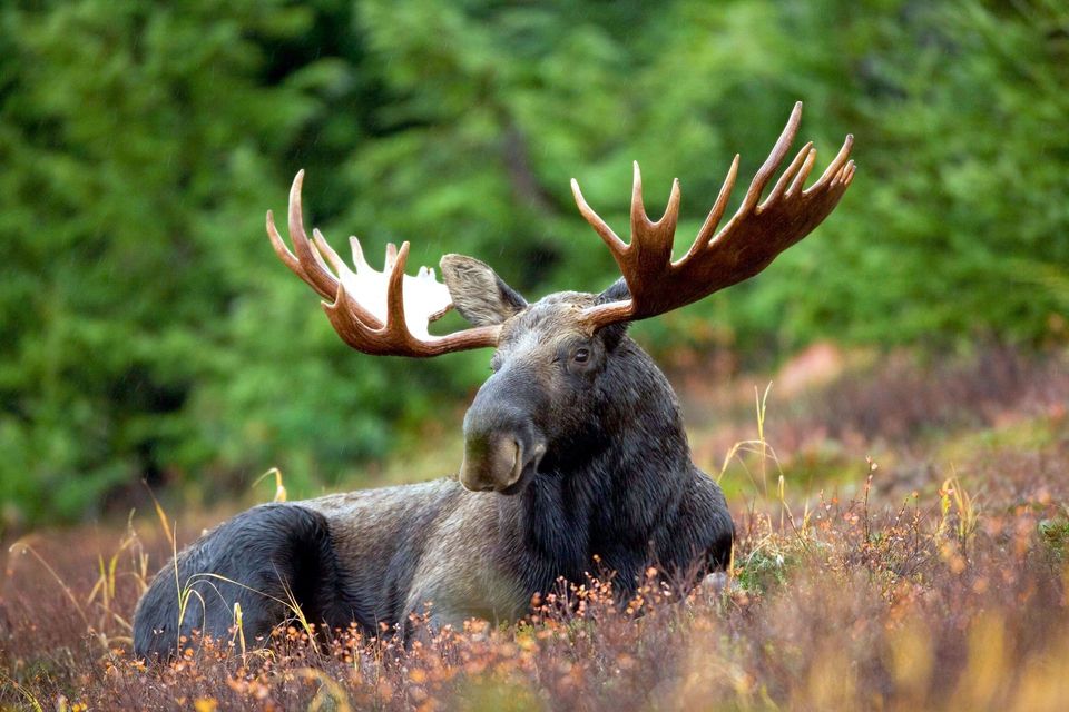Moose in Katmai National Park