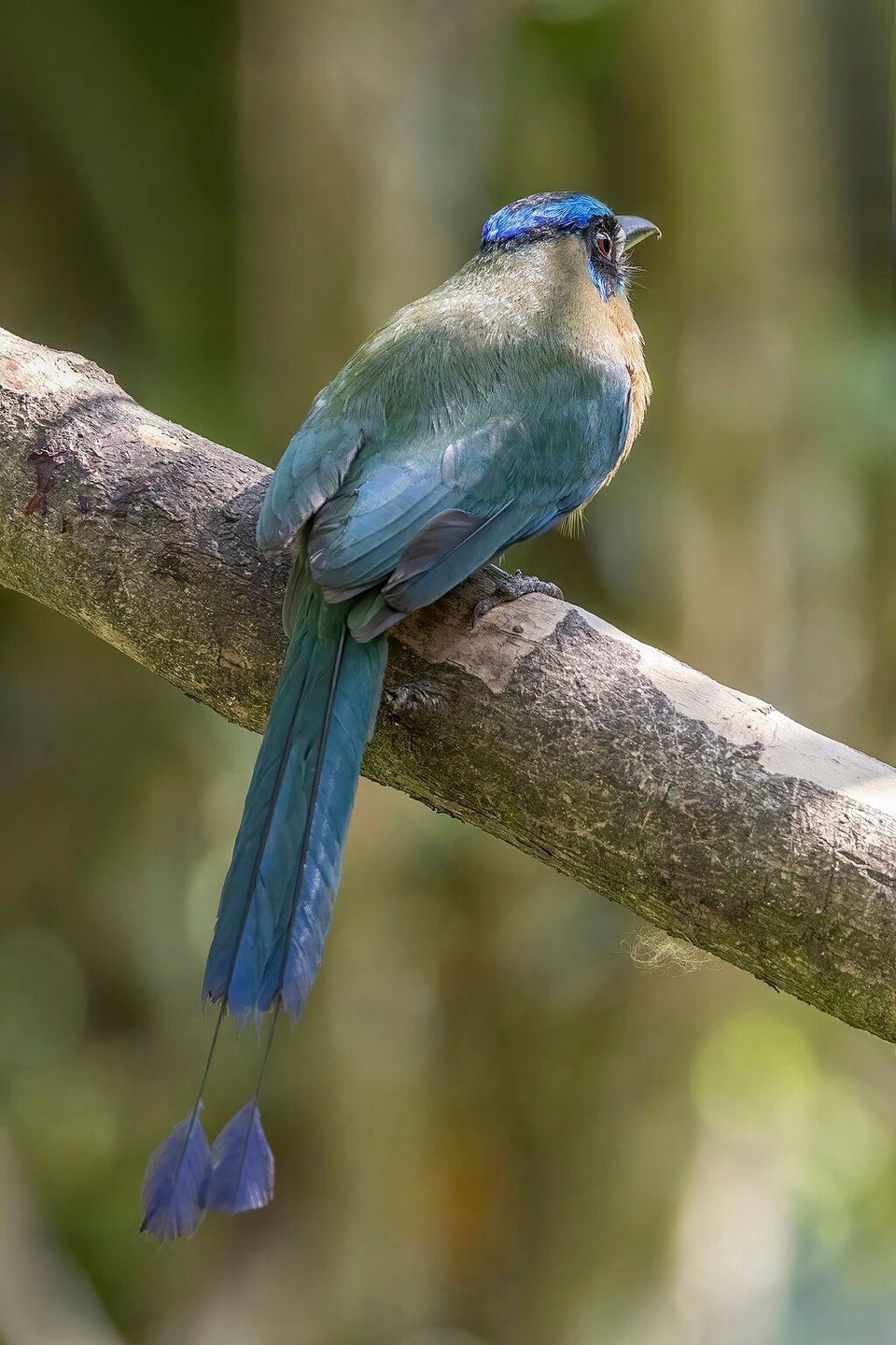 Motmot wildlife guide for Manuel Antonio National Park
