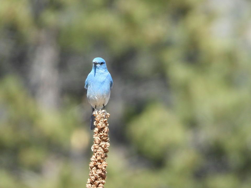 Mountain Bluebird in Badlands National Park
