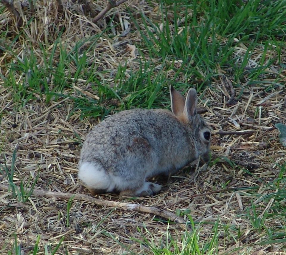 Mountain Cottontail wildlife guide for Great Basin National Park