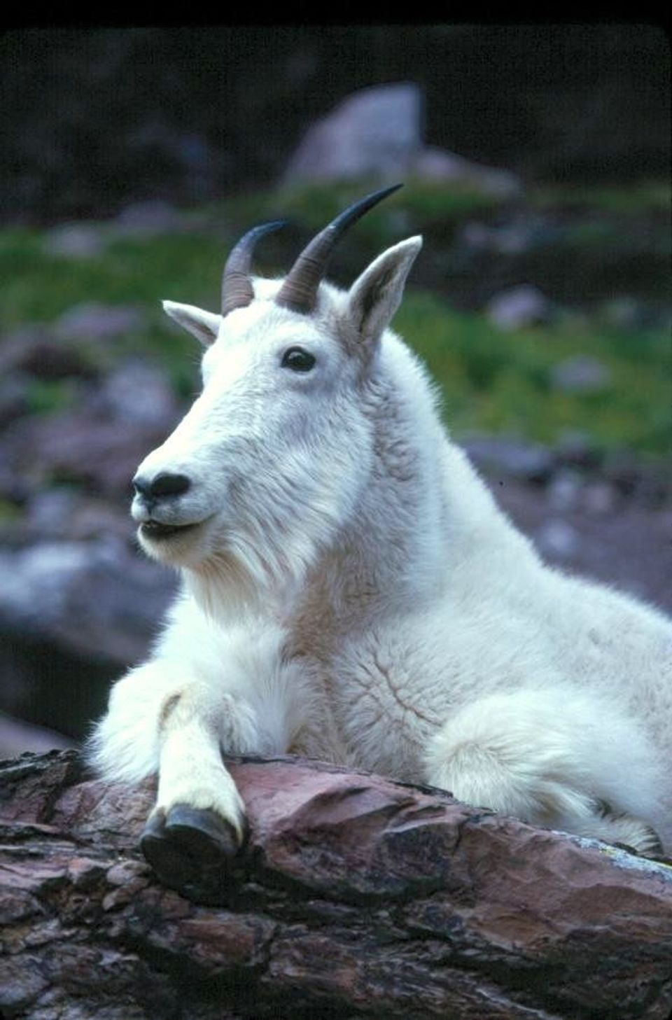 Mountain Goat wildlife guide for Olympic National Park