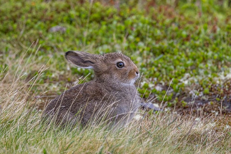 Mountain Hare in Cairngorms National Park