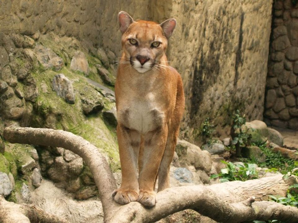 Mountain Lion in Olympic National Park