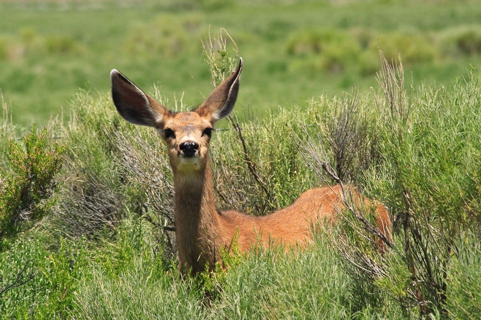 Mule Deer in Saguaro National Park