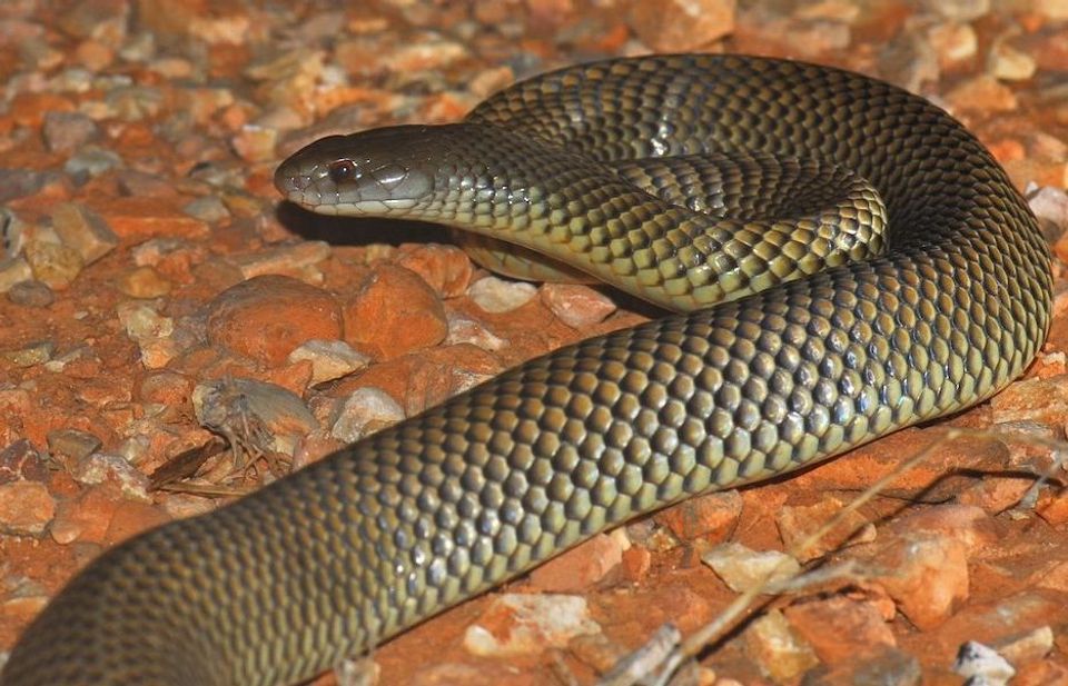 Mulga Snake in Karijini National Park