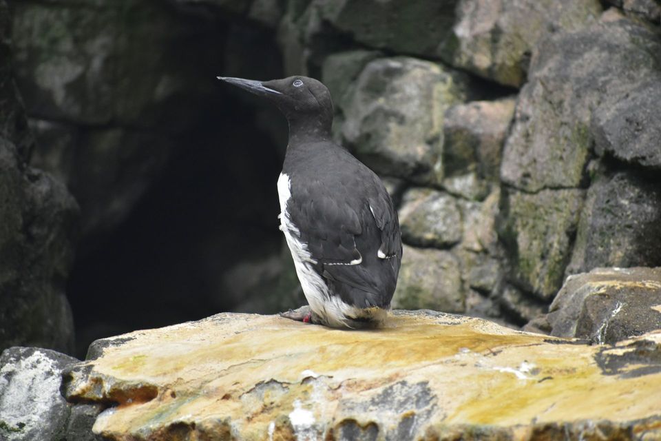 Murre in Pacific Rim National Park Reserve