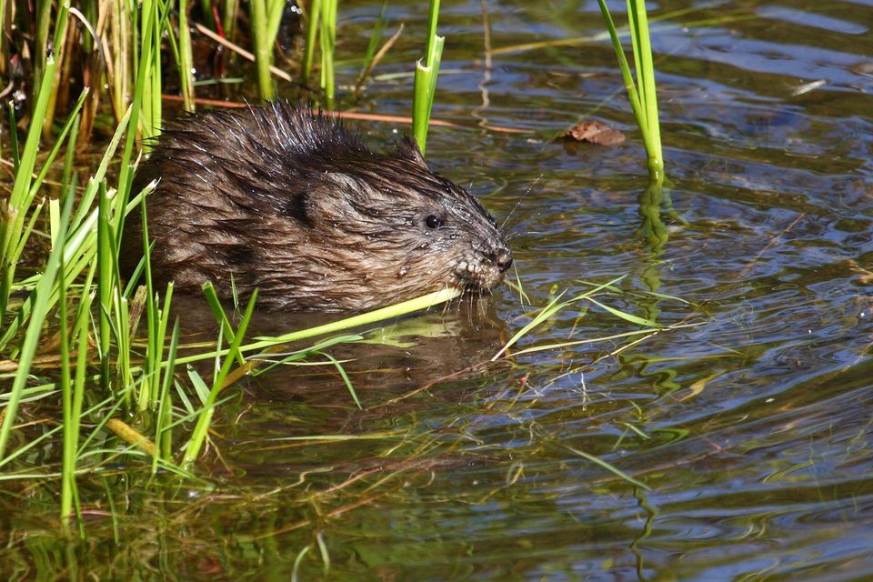 Muskrat in Cuyahoga Valley National Park
