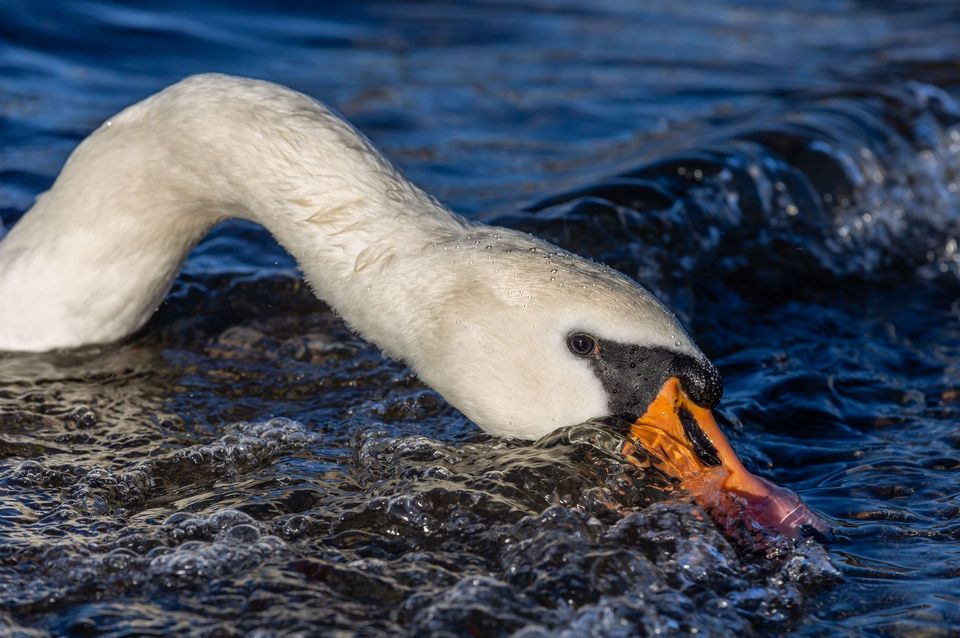Mute Swan wildlife guide for Cape Cod National Seashore