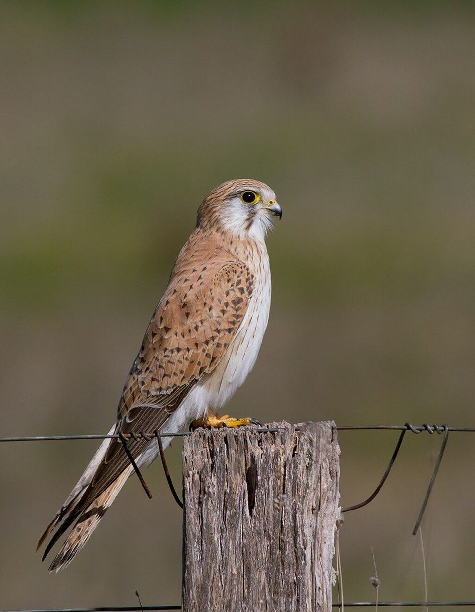 Nankeen Kestrel wildlife guide for Uluru-Kata Tjuta National Park