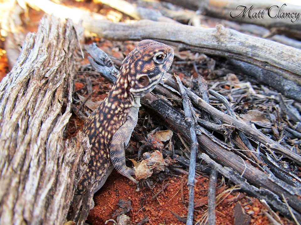Netted Dragon in Uluru-Kata Tjuta National Park