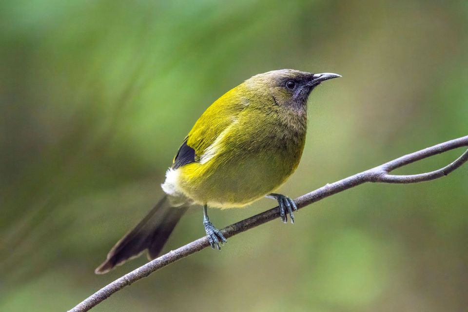 New Zealand Bellbird wildlife guide for Abel Tasman National Park